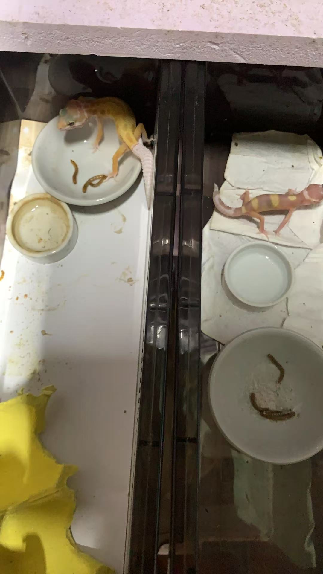 守宫幼崽～包邮包活到手（需录完整的开箱视频）